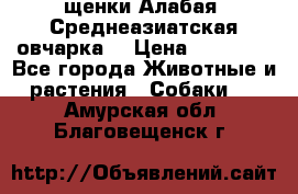 щенки Алабая (Среднеазиатская овчарка) › Цена ­ 15 000 - Все города Животные и растения » Собаки   . Амурская обл.,Благовещенск г.